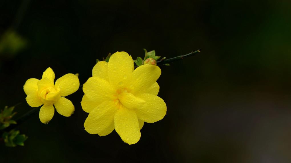 迎春花桌面壁纸